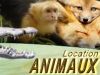 animaux événementiel