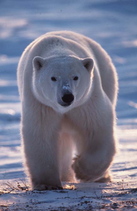 louer un ours